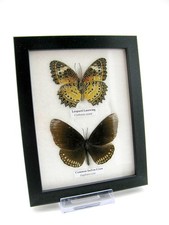 2 farfalle vere, imbottite