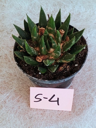 Ariocarpus trigonus vaso - vaso, da