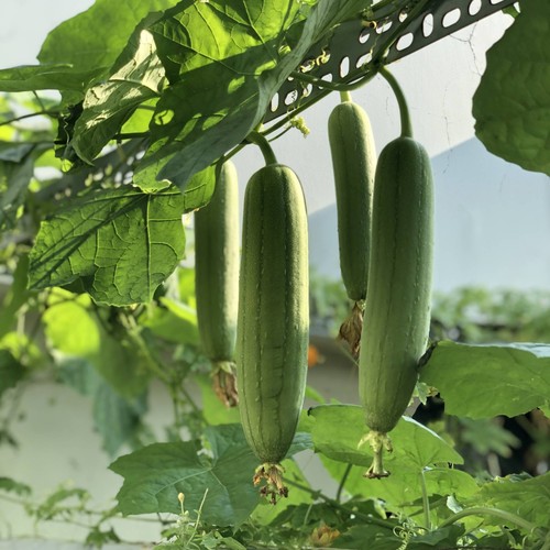 Zucca luffa semi - zucca,