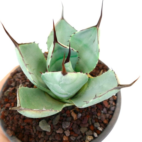 Agave parryi blue - parryi,