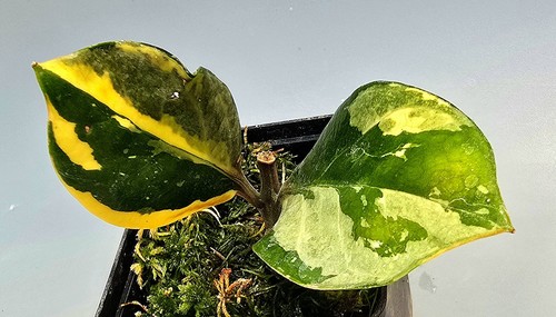 Zamioculcas zamiifolia - zamioculcas,