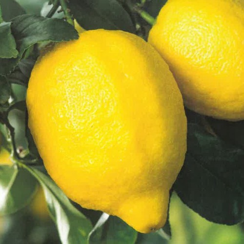 Pianta limone zagara bianca - limone,