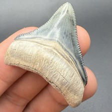 Dente megalodonte posteriore - dente,