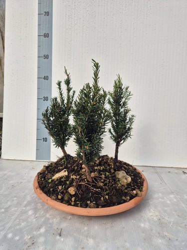 Boschetto taxus media - boschetto,