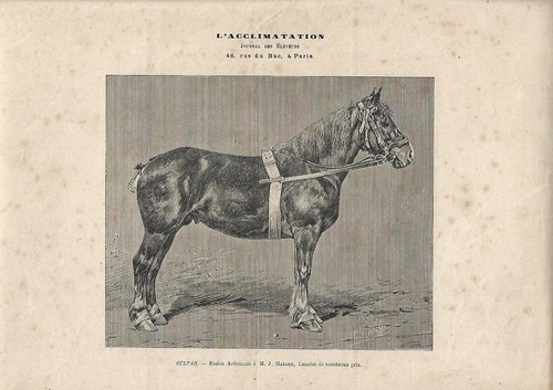 Stampa antica cavallo - stampa, sultan