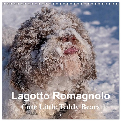 Lagotto romagnolo cute little - cute,