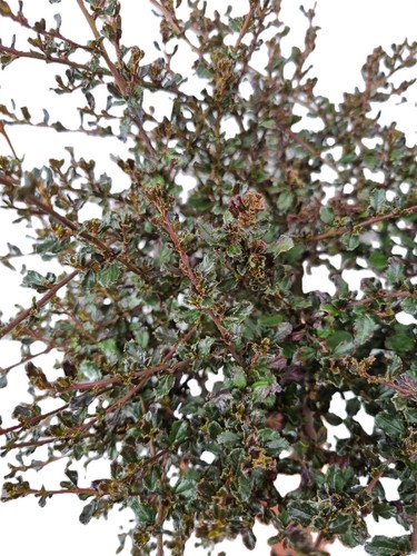 Ceanothus fiore sacco blue - a,