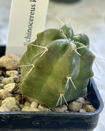 Echinocereus knippelianus