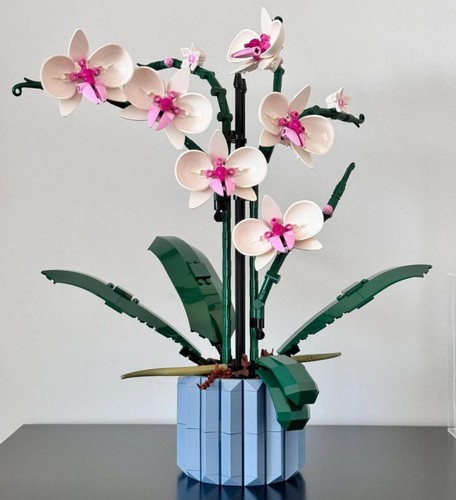Orchidea botanica set da - botanica,