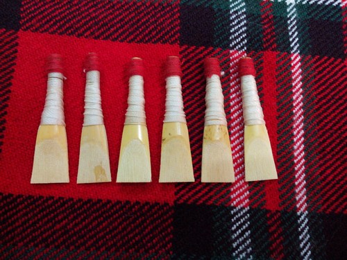 Scozzese cornamusa lattina - scozzese,