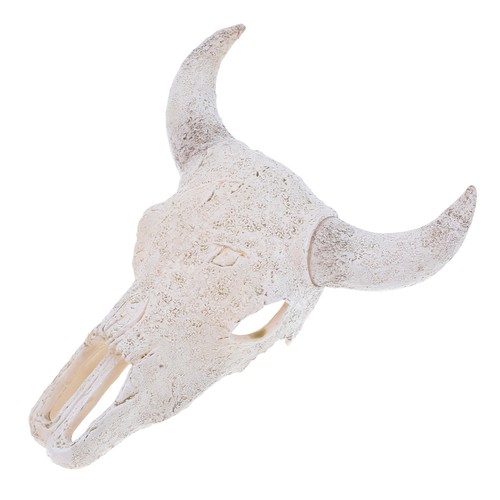 Testa toro teschio da - teschio,