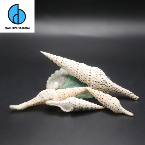 Conchiglia lophiotoma acuta - conchiglia,