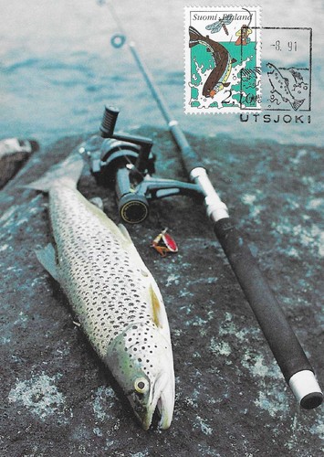 Pesca mosca utsjoki - a,