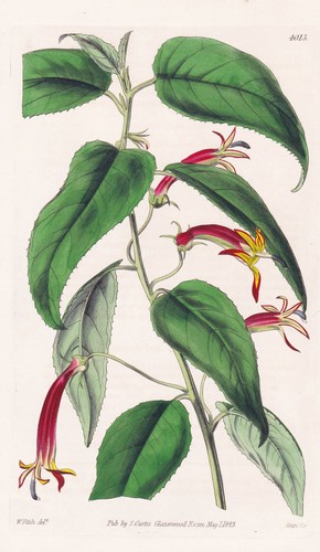 Siphocampylos