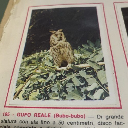 Figurina 195 animali ed - figurina,