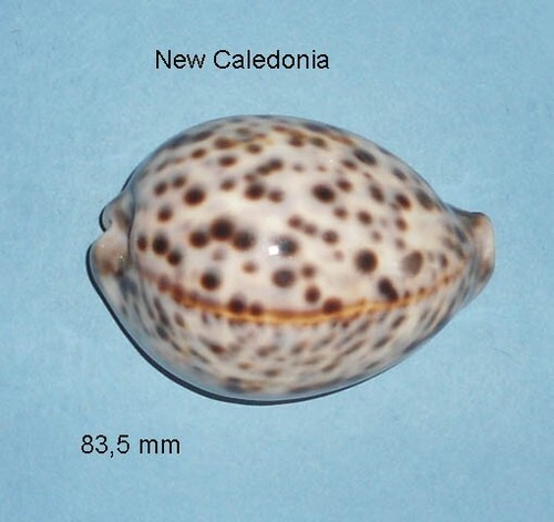 Cypraea tigris pardalis - , new