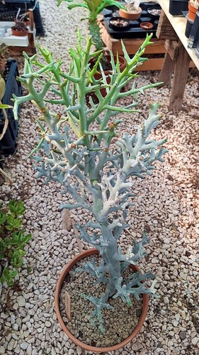 Euphorbia stenoclada