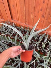 Fioriera per piante di agave