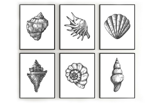Conchiglie stampe mare - di,