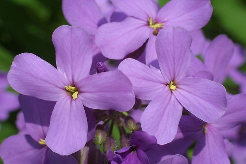 Viola giardino hesperis - da,