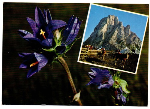 Cartolina 3209 trentino - cartolina, 3209.
