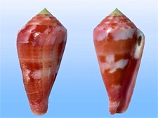 Conidae, Conus pertusus f. amabilis, Olango, Philippines, 47,6 mm, LARGE
