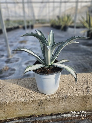 Agave americana mediopicta - americana,