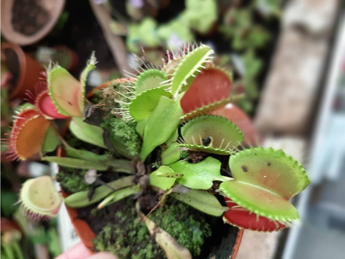 Venere acchiappamosche dionaea