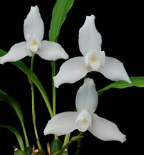 Lycaste skinneri alba specie