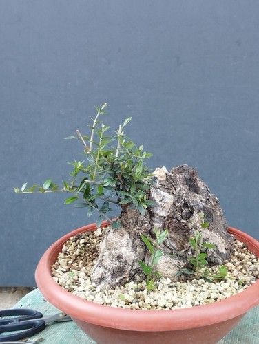 Bonsai olivastro 21x17cm - bonsai,
