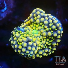 Ultra Yellow Florida Ricordea