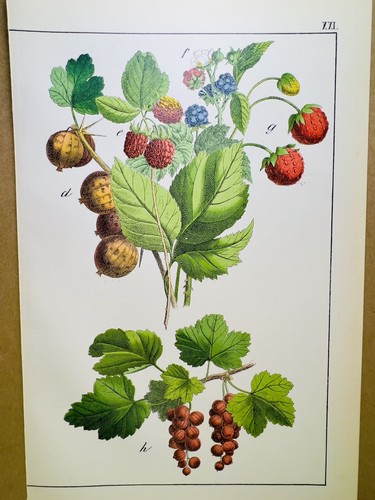 Antico poster fiore natura - antico,