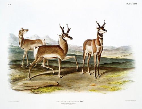 Antilope con corna - , pronte