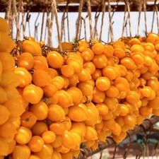 50 semi pomodoro PIENNOLO DEL
