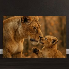 Famiglia leone animale - leone,,