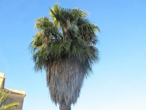 Semi palma washingtonia - 10,