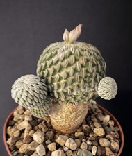 Cactus Caudex Pelecyphora