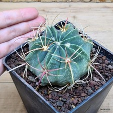 Ferocactus macrodiscus -