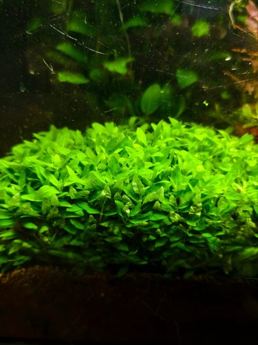 Staurogyne repens pianta