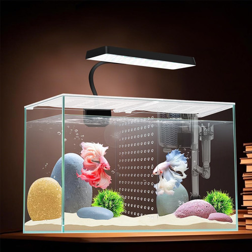 Acquario nano vetro - nano, pesce