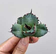 Agave titanota Cupido 3~4 cm