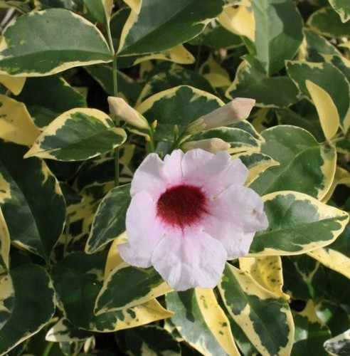 Pandorea jasminoide variegata