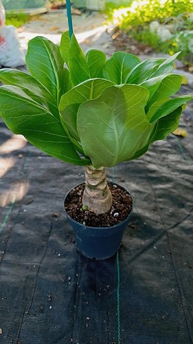 Brighamia insignis succulente