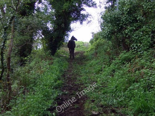 Photo 6x4 horse path - photo,