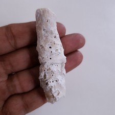 Ramo di bastone bianco Corallo