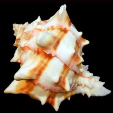 Murex brassica Extra mm 87