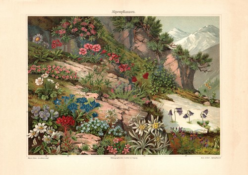 Piante alpine stampa - , storica