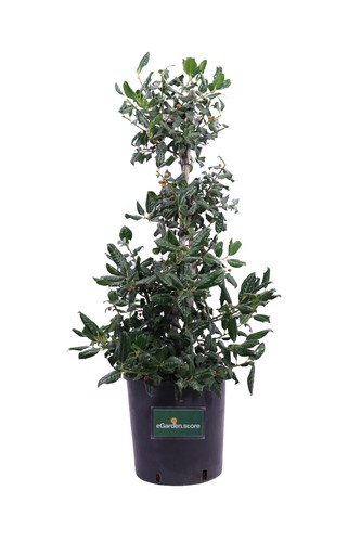 Pianta agrifoglio ilex - di,