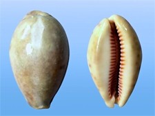 Cypraea lynx f. vanelli