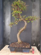 bonsai  olmo cinese   h 80 cm